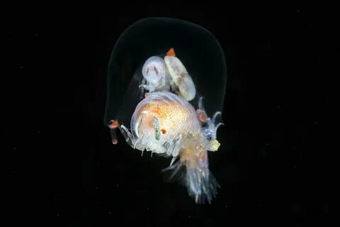 Жители глубины