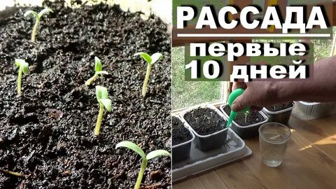Уход за рассадой перца после всходов