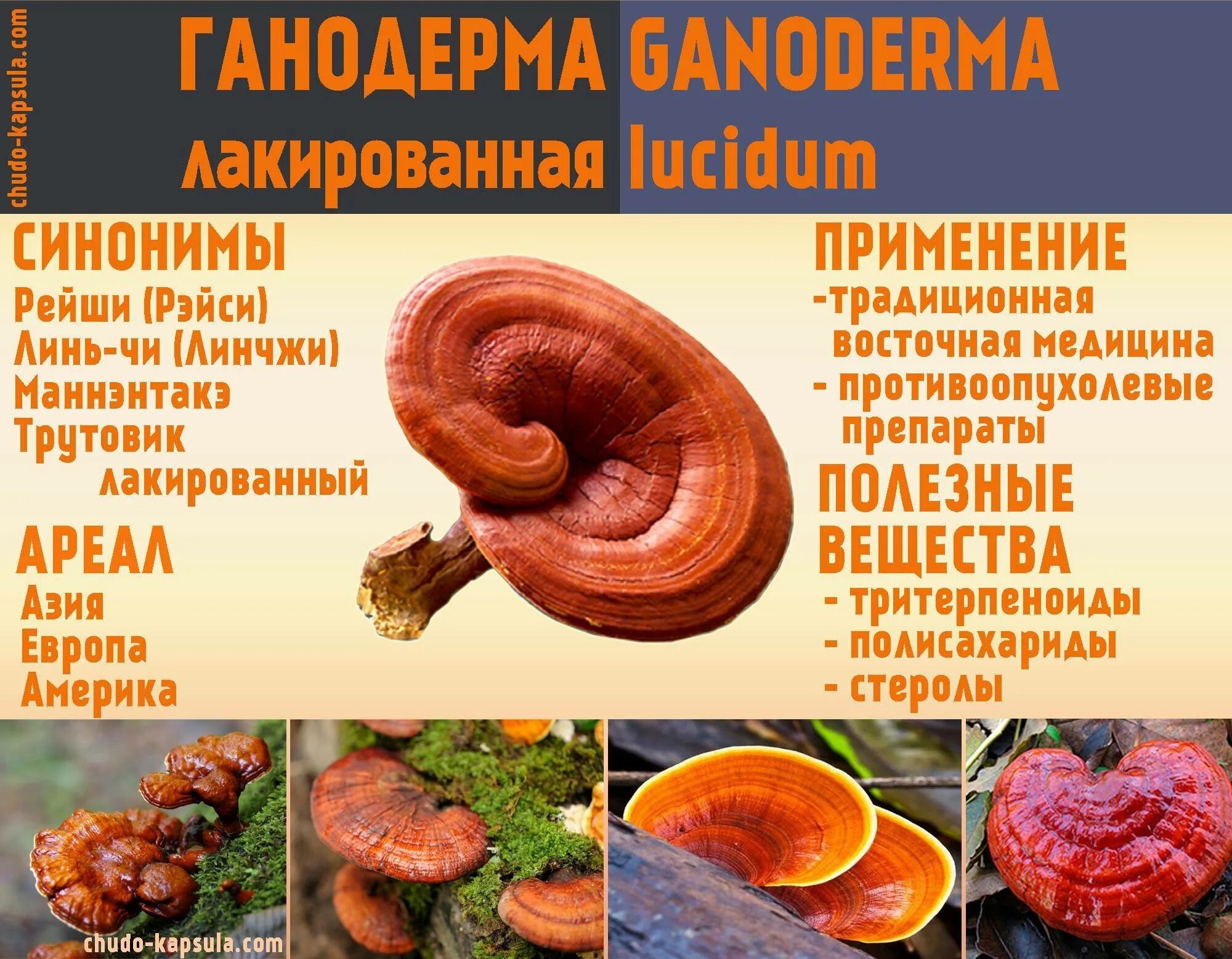 Капсулы рейши, Ганодерма, Линчжи (Reishi. Гриб рейши Ganoderma lucidum. Рейши (трутовик лакированный). Трутовик лакированный Ganoderma lucidum. Трутовик свойства