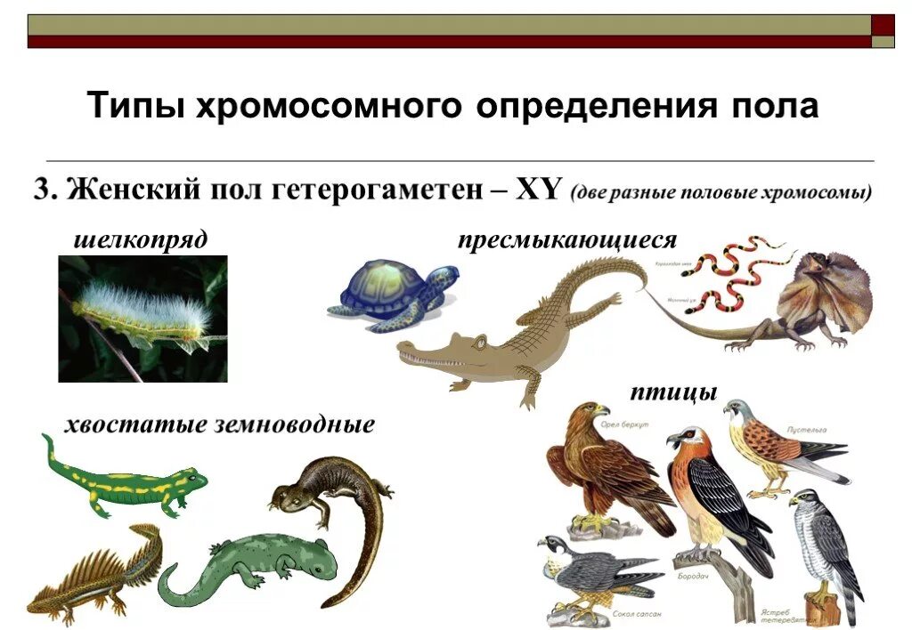 Пол у птиц хромосомы. Типы хромосомного определения пола. Хромосомный Тип определения полы. Гетерогаметный женский пол. У каких животных женский пол гетерогаметен.