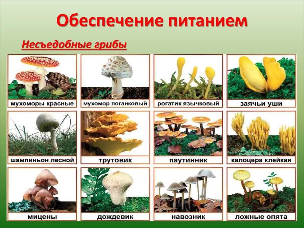 Съедобные и несъедобные грибы таблица. Несъедобные грибы названия 3 класс окружающий мир. Несъедобные грибы названия 3 класс. Несъедобные грибы 3 класс. Название грибов 3 класс
