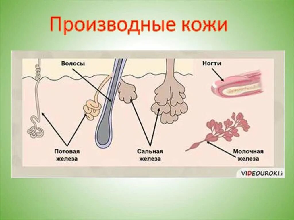 Какие функции сальных желез. Кожа и ее производные анатомия. строение производных кожи. строение кожи потовая железа. потовые железы анатомия строение.