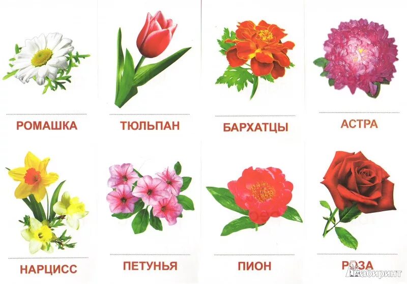 Какие цветы знаешь назови