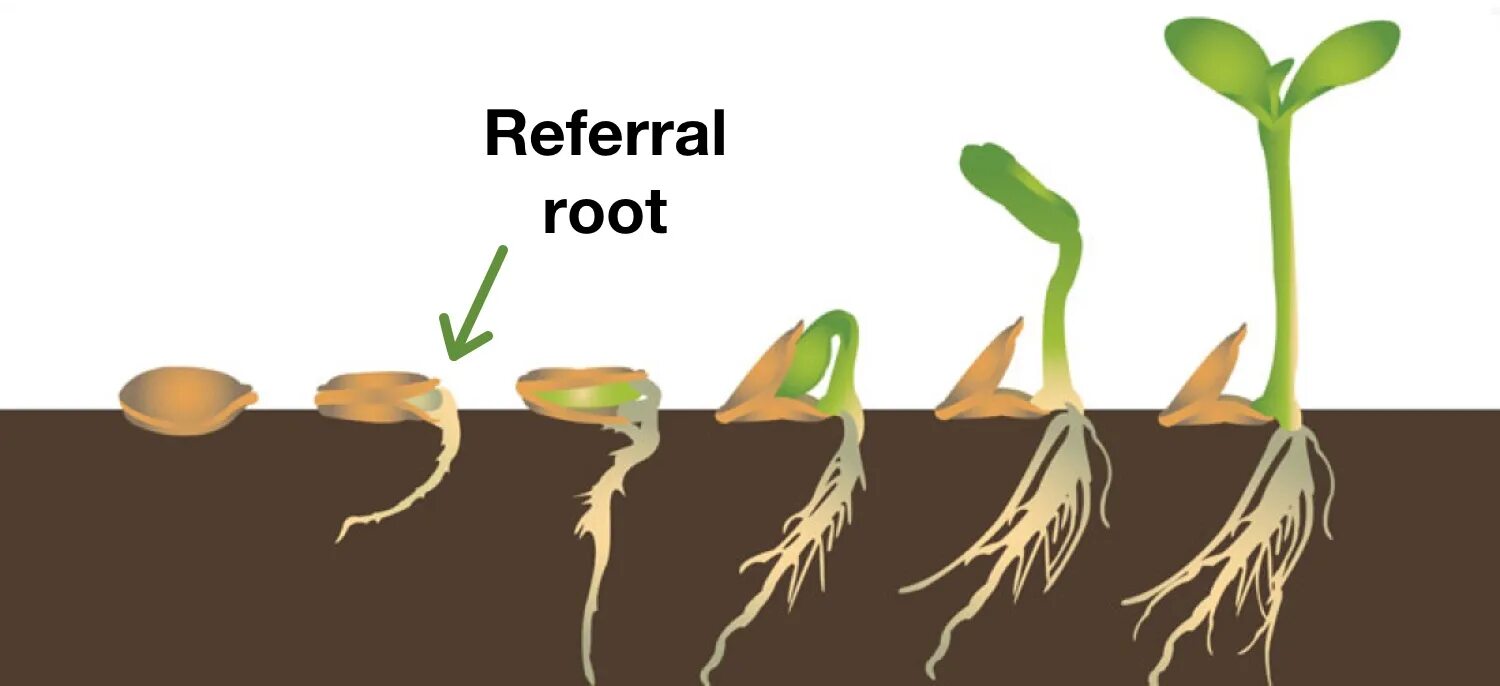 Главный корень зародыша развивается. Прорастание семян проросток. Фазы роста прорастание семян. Семена тыквы прорастание семян. Прорастание семян корень.