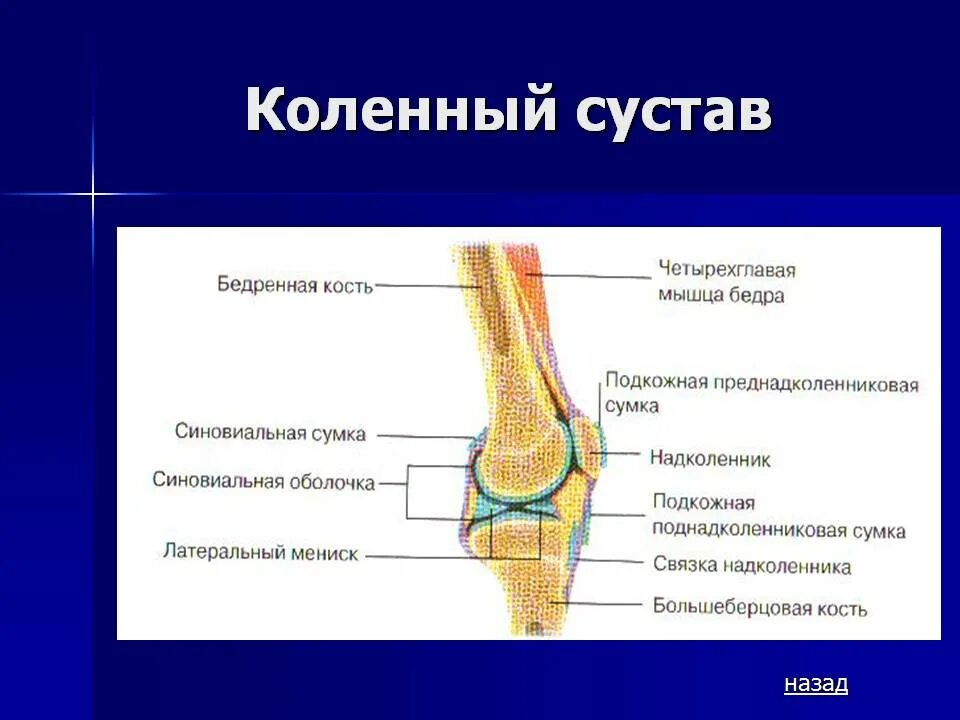 Коленный сустав соединение костей. Коленный сустав Тип соединения. Тип соединения костей в коленном суставе. Тип сочленения коленного сустава.