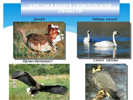Животные саратовской