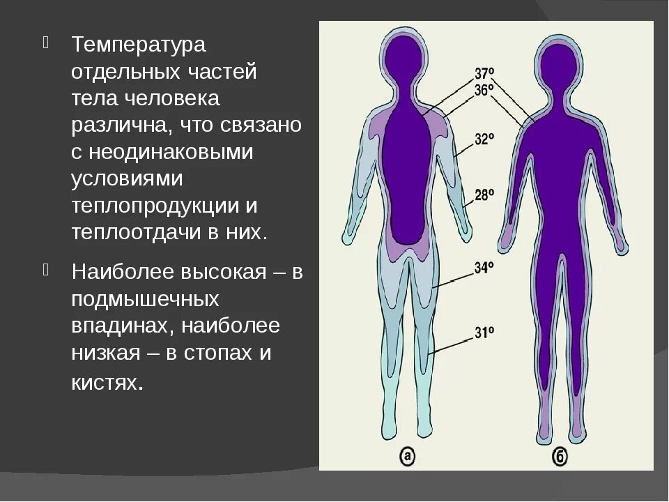 Температура кожных покровов. Распределение температуры тела человека. Температура в различных частях тела. Температура тела человека и его частей. Температура различных частей тела человека.