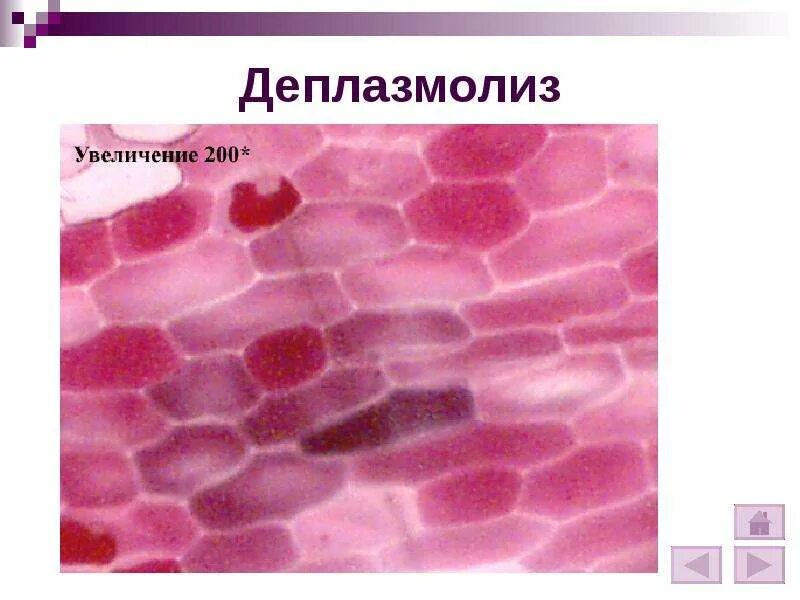 Наблюдение плазмолиза. Плазмолиз и деплазмолиз ЕГЭ. Клетка плазмолиза и деплазмолиза.