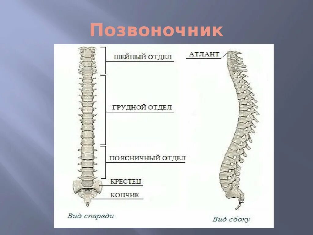 В позвоночнике различают отделы. Скелет грудного отдела позвоночника человека. Копчик крестец поясничный отдел грудной отдел шейный отдел. Шейный отдел позвоночника Атлант. 4 Й крестцовый позвонок.