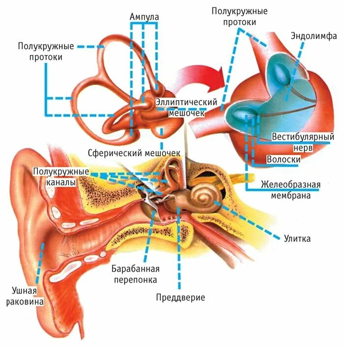 Вестибулярный аппарат внутреннего уха строение. Вестибулярный аппарат внутреннего уха функции. Структуры уха и вестибулярного аппарата. Вестибулярный аппарат внутреннего уха строение функции.