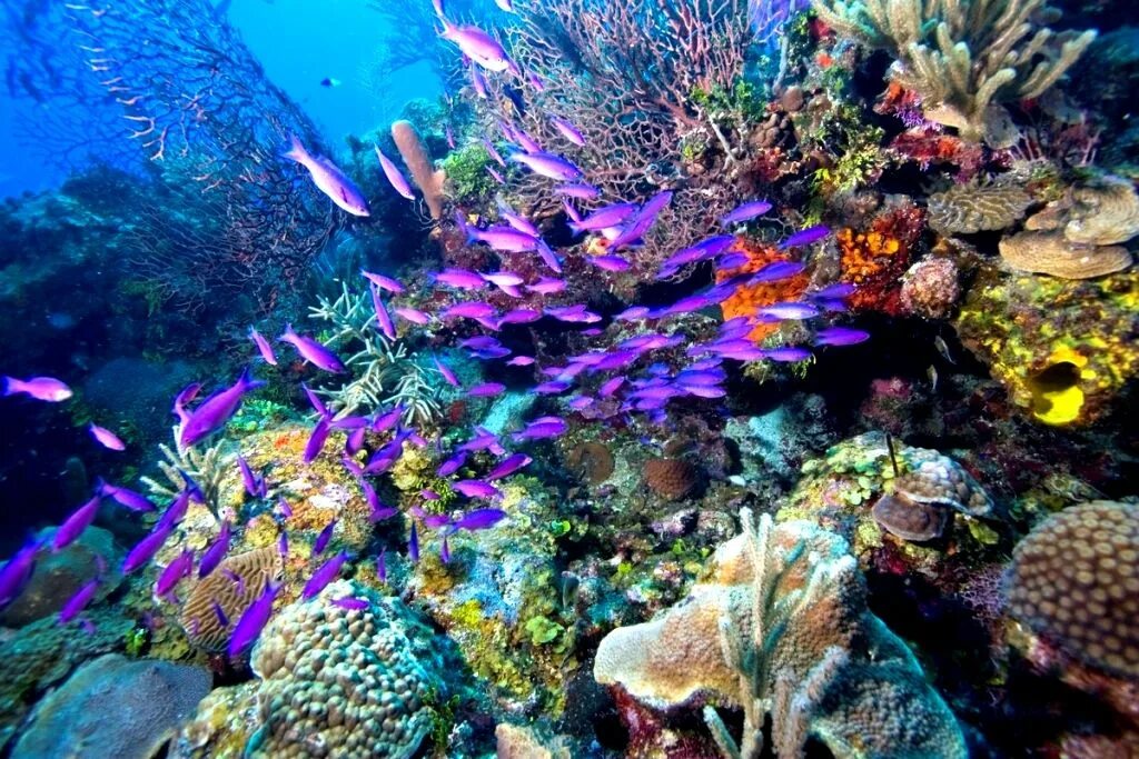 Great barrier reef corals. Риф Туббатаха Филиппины. Мезоамериканский Барьерный риф. Косумель риф. Большой Барьерный риф кораллы.