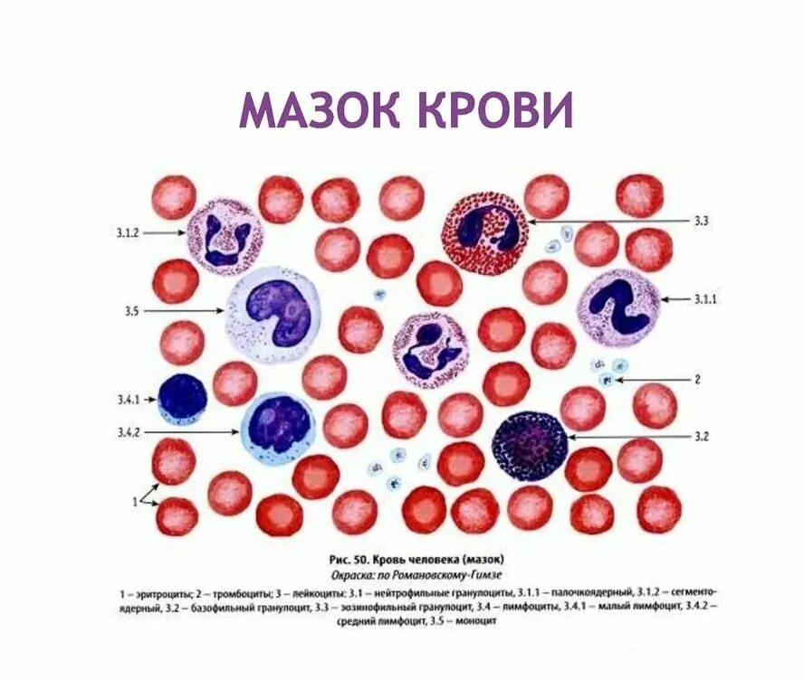 Лимфоцит моноцит тромбоцит эритроцит