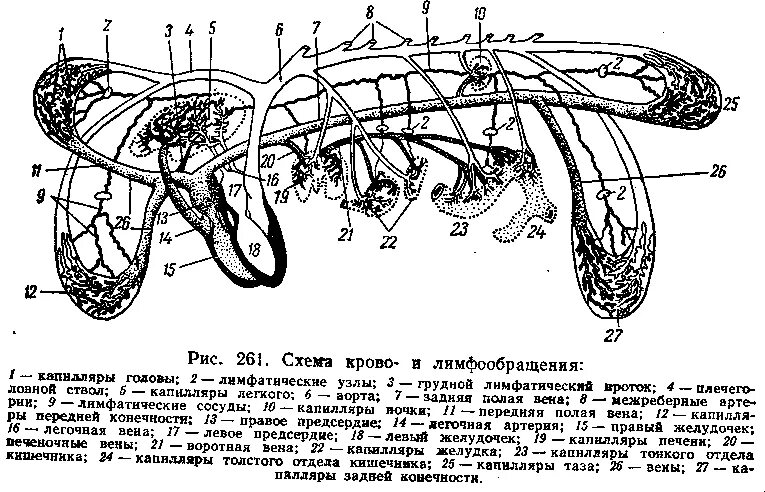 Описать расположение лимфатической системы свиней Костномозговая пункция (часть 2) " Информационный портал: строительство, ремонт,