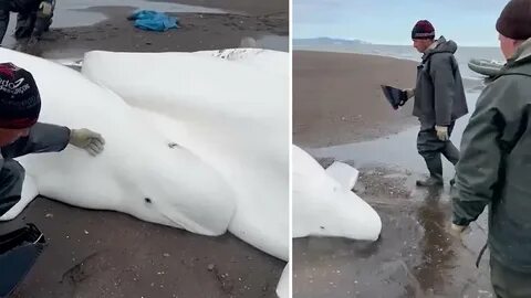 Ледокол спас китов в америке