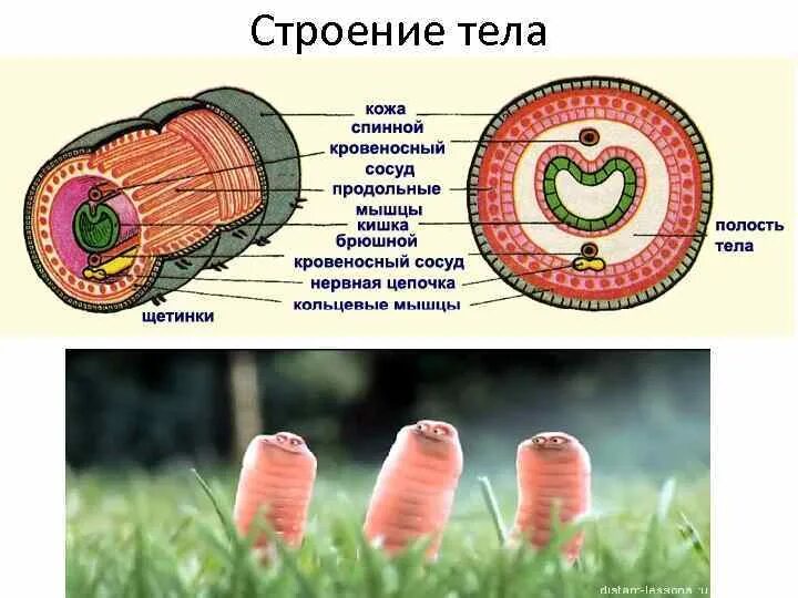 Щетинки дождевого червя. Дождевой червь строение щетинки. Строение кожных покровов кольчатых червей. Строение кольчатых червей мышцы. Внутреннее строение кольчатых червей.