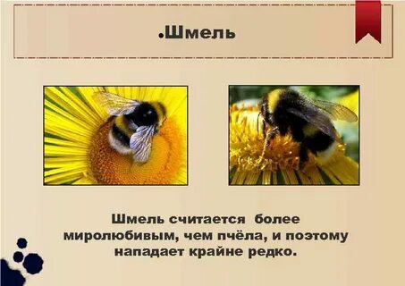 Частота шмеля