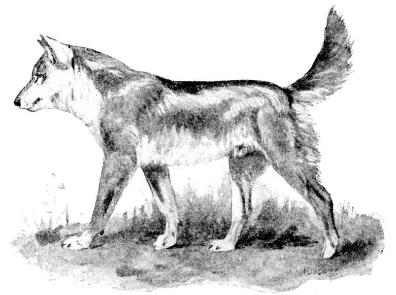 Динго (canis familiaris). Дикая собака Динго. Собака Динго рисунок. Одомашненная собака Динго.