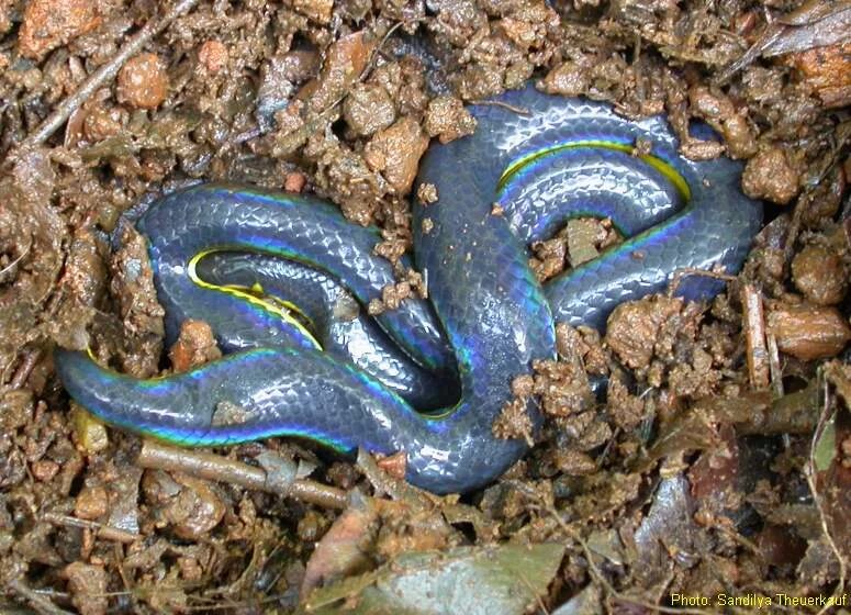 Snake colors