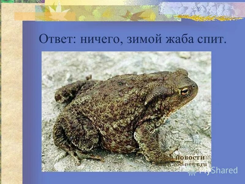 что ест зимой жаба. жаба мистика. что ест зимой жаба. лягушка зимует. лягушка.