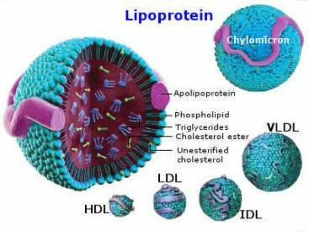 Аполипопротеин в строение. Липопротеин фото. Аполипопротеин e болезни. Chylomicron.