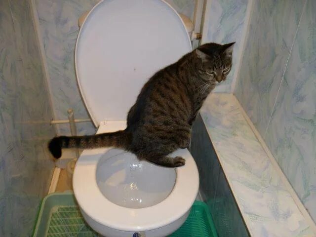 Котенок в унитазе. Кот какает в унитаз. Котик какает мимо лотка. Британский кот на унитазе