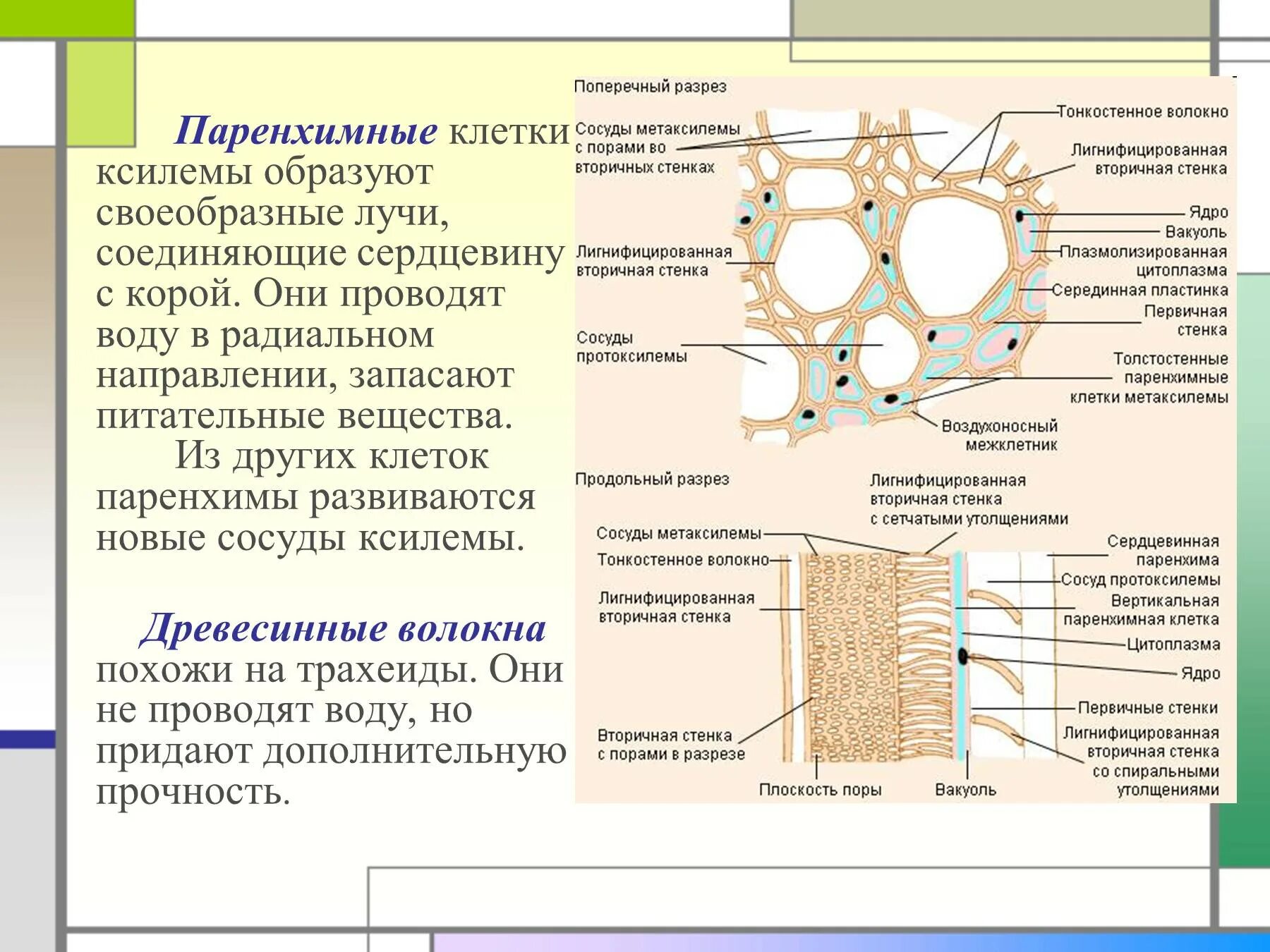 Строение клеток ксилемы. Флоэма Ксилема паренхима. Паренхимные клетки строение. Древесинная паренхима ксилемы функции. Флоэма органические вещества