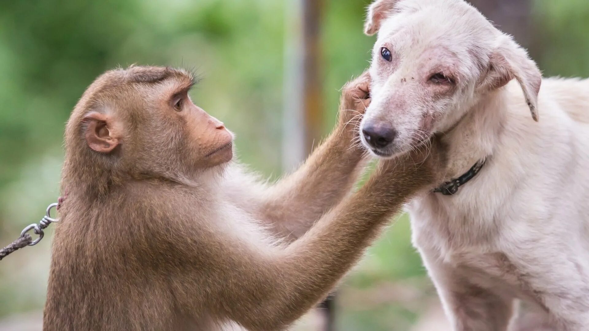 Animals emotions. Обезьяна и собака. Фото обезьяны с собакой. Псина обезьяна. Мартышка и щенок.