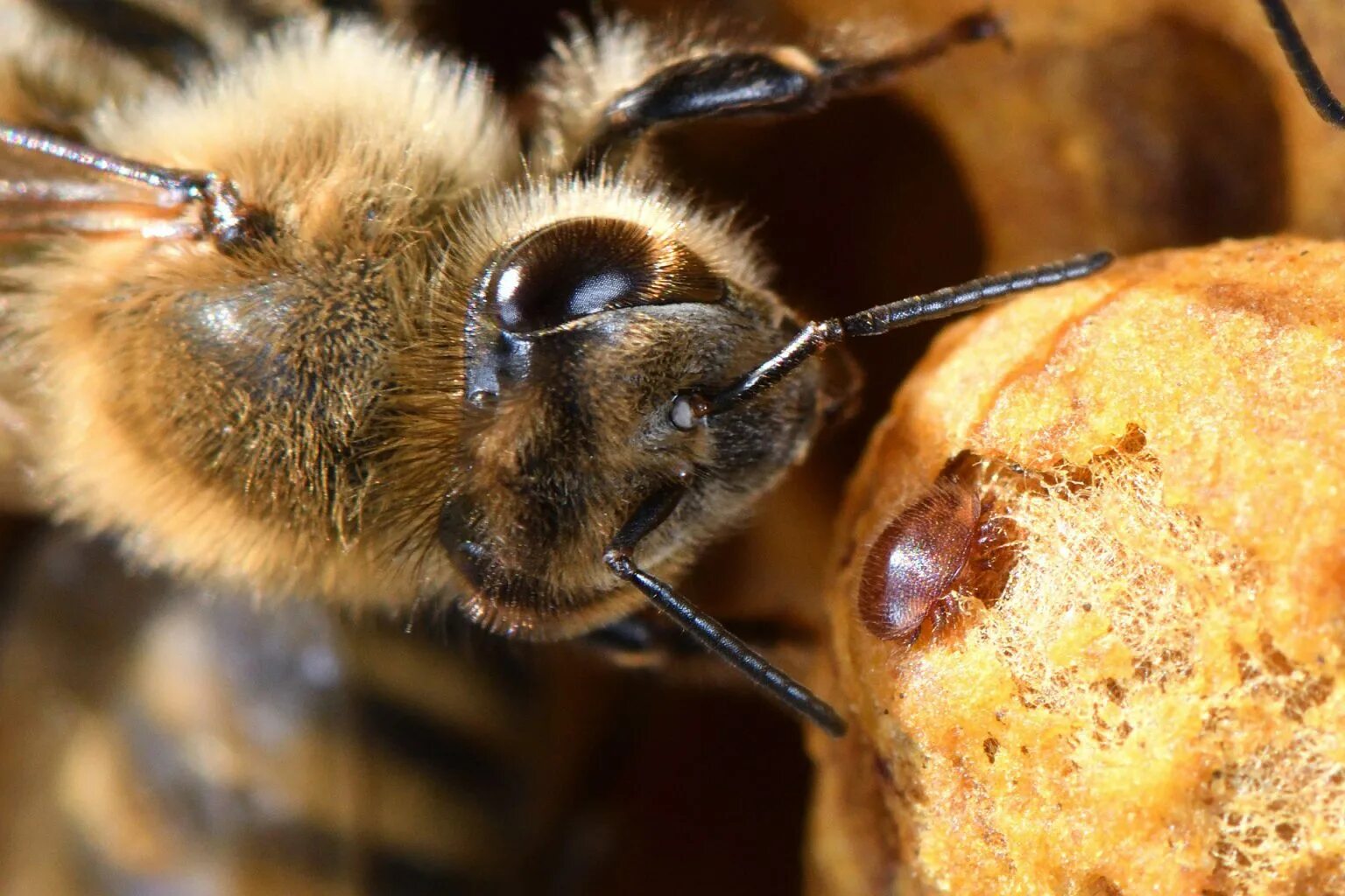Plan bee. Карника порода пчел. Пчела Карника фото. Лесные пчелы. Антенны пчелы.