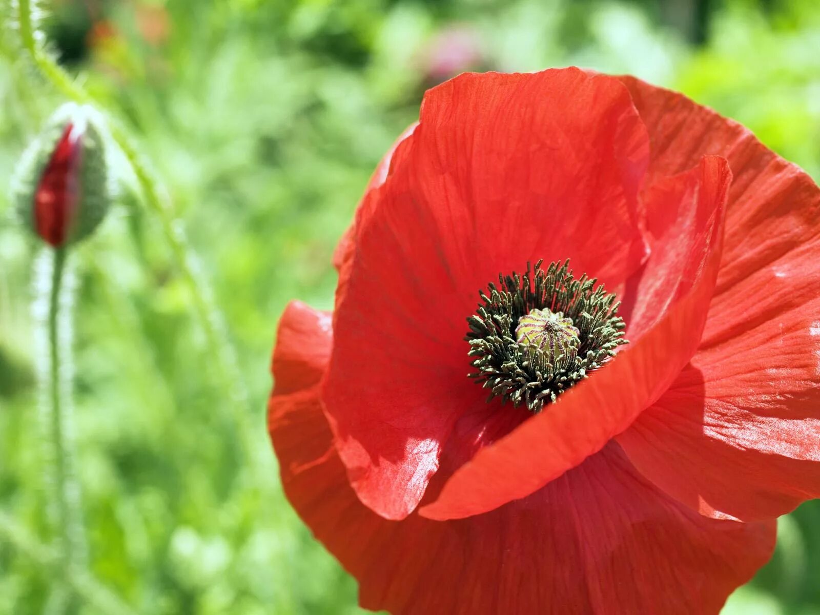 Красный Мак самосейка. Мак снотворный красный. Мак Papaver. Papaver цветок.