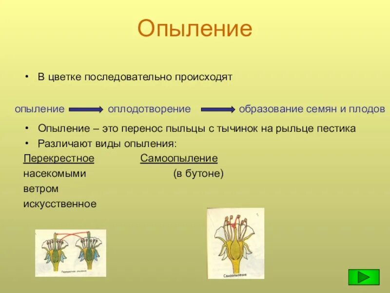 Строение тычинки и пыльцы. Опыление. Перенос пыльцы с тычинок на рыльце. Опыление это перенос. Опыление это процесс переноса пыльцы с на рыльце.