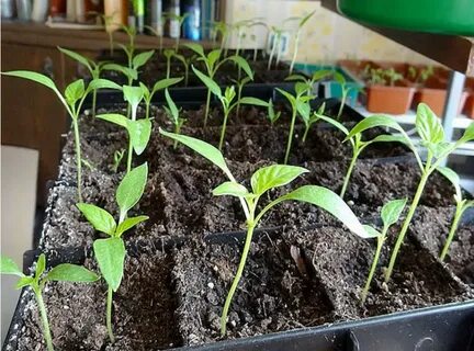Семядольные листочки у перца желтеют