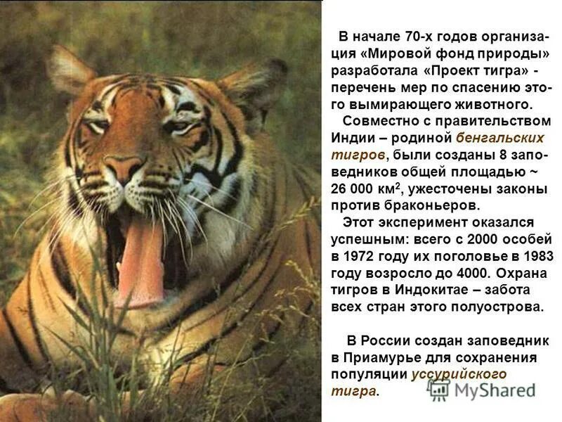 Сколько есть тигр в день. Сколько есть тигр в день. Численность тигров в мире. Режим дня тигра. Подвиды амурского тигра.
