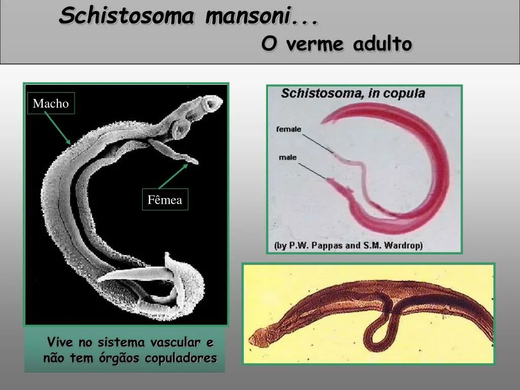 Шистосома mansoni. Кровяная двуустка (Schistosoma haematobium). Schistosoma haematobium цикл. Шистосома Мочеполовая цикл.