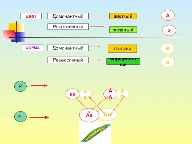 Скрещивание рецессивного и доминантного. Желтый цвет рецессивный или доминантный. Желтый или зеленый доминантный. Зеленый цвет это доминантный.