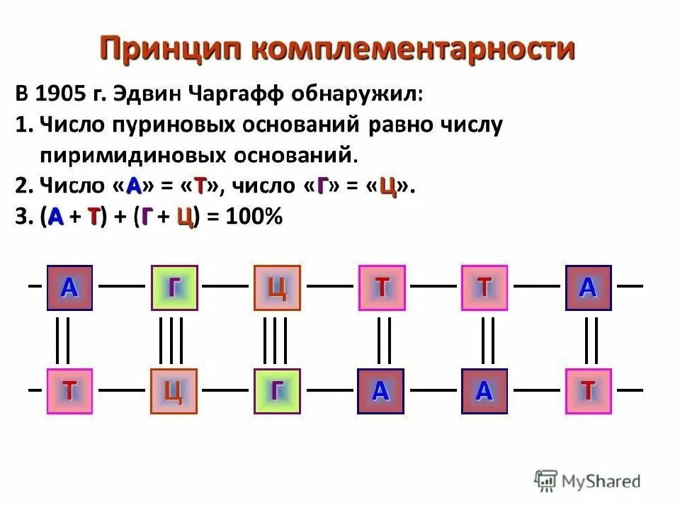 Комплементарность днк. Принцип комплементарности днк. комплементарности принцип комплементарности. комплементарность нуклеотидов. принцип комплементарности а т у г ц.