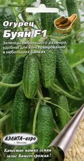 Сорта огурцов буян