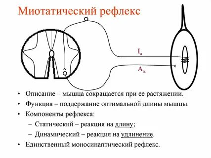 Описание рефлекса