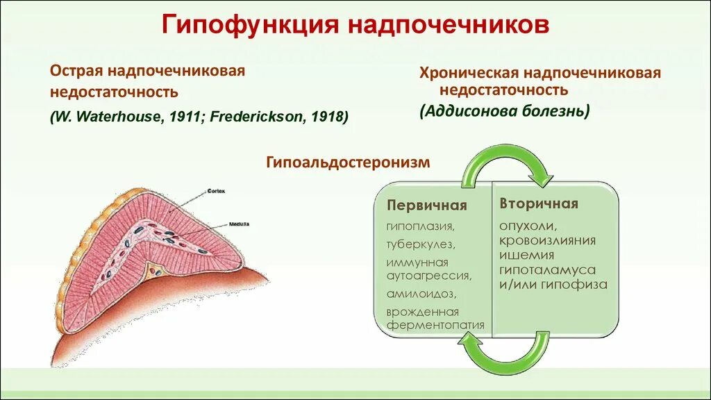 Недостаток гормонов мозгового слоя надпочечников. Гипофункция коры надпочечников. Гипофункция коры надпочечников болезнь. Гормоны коркового слоя надпочечников гипер и гипофункции.