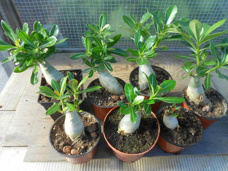 Адениум формирование каудекса. Адениум каудекс. Адениум каудекс формирование. Адениум формирование каудекса и кроны. Адениум каудекс.