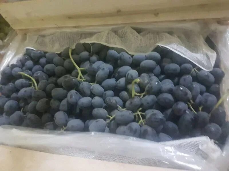 Саженцы винограда Мерседес купить в Москве по цене от 999 до 6850 руб. - питомни
