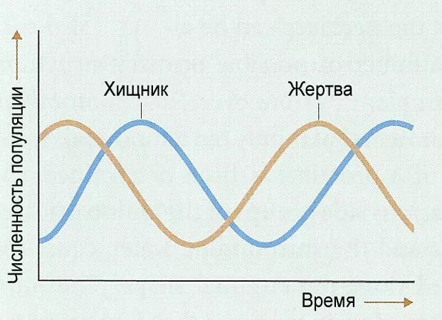 Животные в городе. Роль в экосистемах, синурбанизация, разнообразие - презентаци