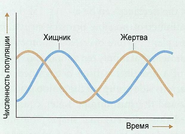 На графиках продемонстрированы изменения численности жертвы зайцев. График взаимосвязи хищник - жертва. Популяционные волны в системе хищник жертва. Модель хищник жертва график. Модель взаимодействия хищник жертва.