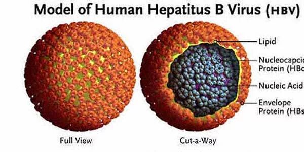 Hepatitis b virus. HBV вирус. Вирус гепатит в (HBV) менее 150. Вирус PCV. Like virus