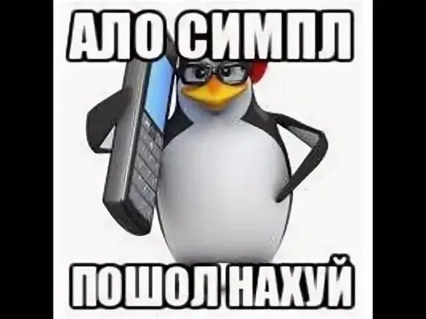 Кот говорит алло. Пингвин Мем. Мемы с пингвинами. Алло Симпл. Ало Симпл пошел.