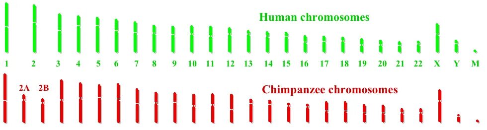 При расшифровке генома мартышки 40. Хромосомы человека и шимпанзе сравнение. Сравнение кариотипа человека и шимпанзе. Хромосомные наборы человека и шимпанзе. Кариотип обезьяны и человека.