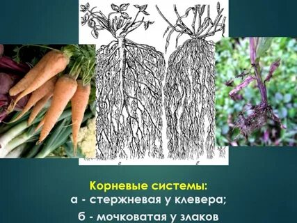 Какой тип корневой системы у лугового клевера