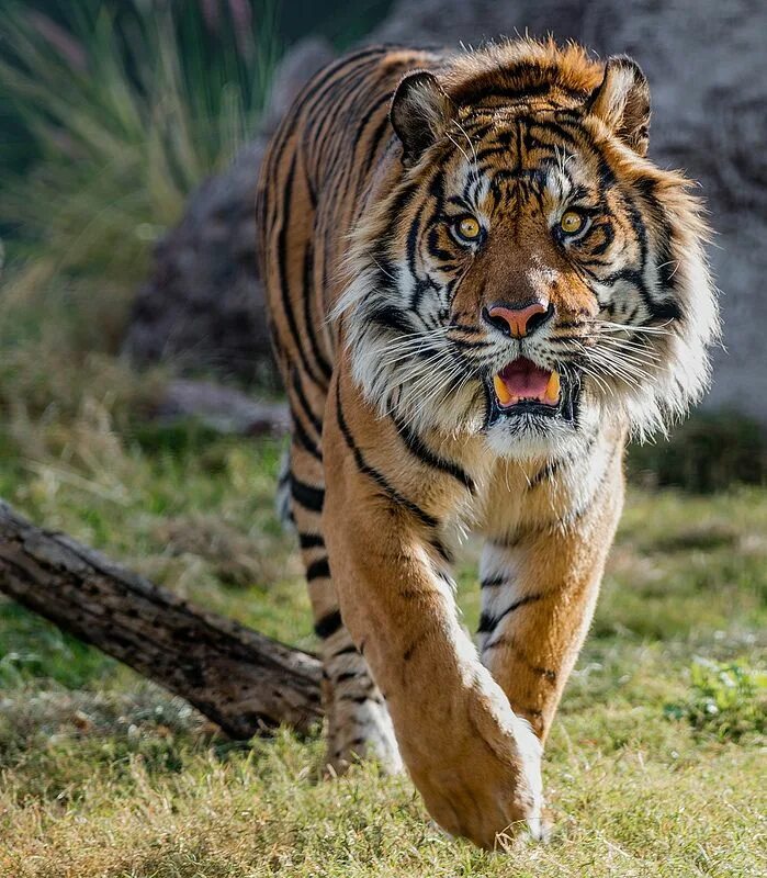 Какой тигр сильнее