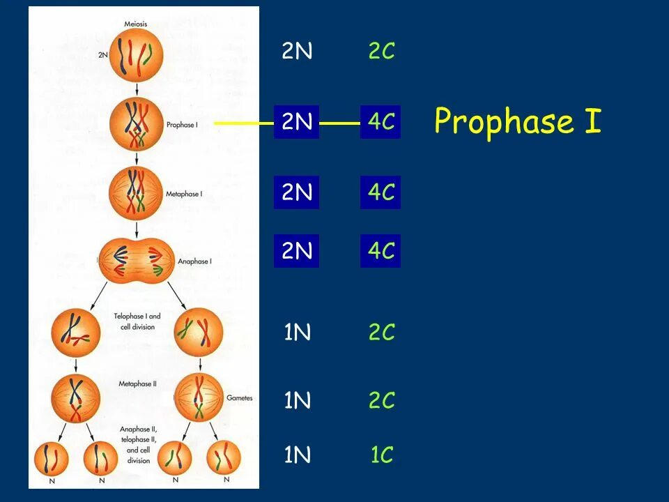 Набор хромосом и днк клетки 2n2c. Фазы митоза и мейоза таблица 2n2c. Митоз и мейоз таблица набор хромосом. Схема митоза 2n. Мейоз 2n2c.