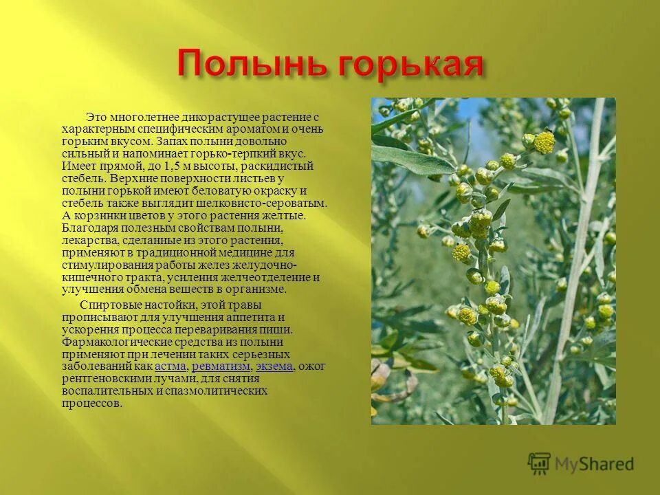 Почему пахнет полынью. Почему пахнет полынью. Лекарственные растения полынь описание. Полынь горькая характеристика растения. Полынь обыкновенная чернобыльник.