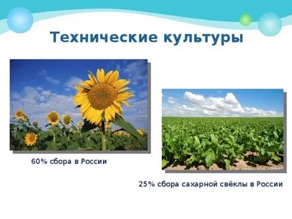 Особенности технических культур